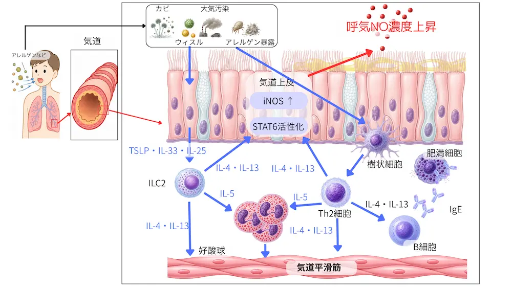 呼気一酸化窒素（呼気NO）発生の仕組み